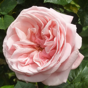Aphrodite® - rózsa - www.pharmarosa.com
